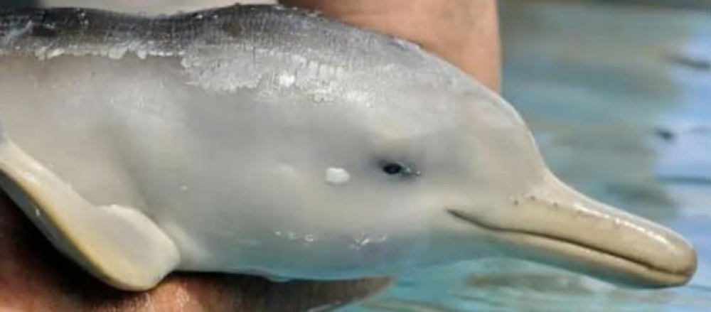 EL MAR LO SABE: Delfín franciscana juvenil caído en la red de pesca en Pehuen Co