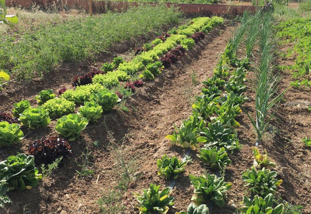 Huerta Municipal de Tornquist: se cosecharon más de 5000 kilos de verduras y hortalizas