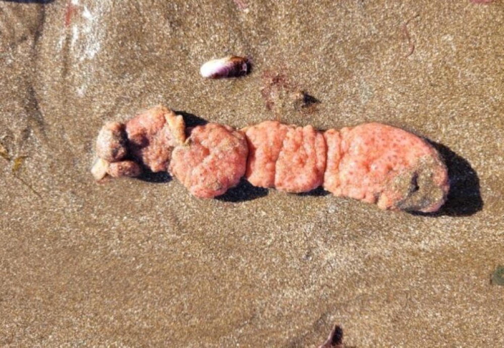 Las "papas de mar" que aparecieron en las playas de Mar del Plata. (INIDEP) 