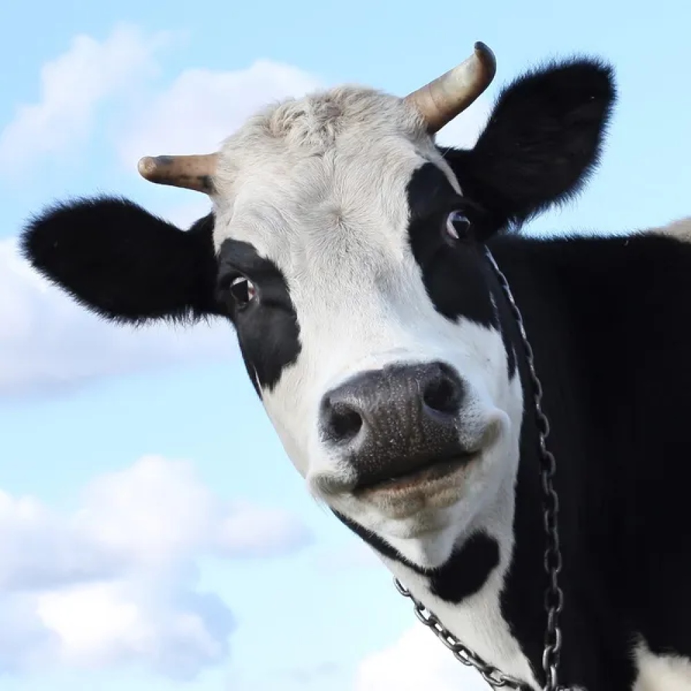 "Hay políticos progres que viven en la Ciudad y hablan de que las vacas contaminan"