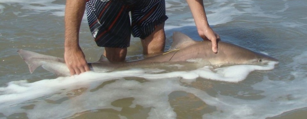 Foto: Conservar Tiburones Argentina