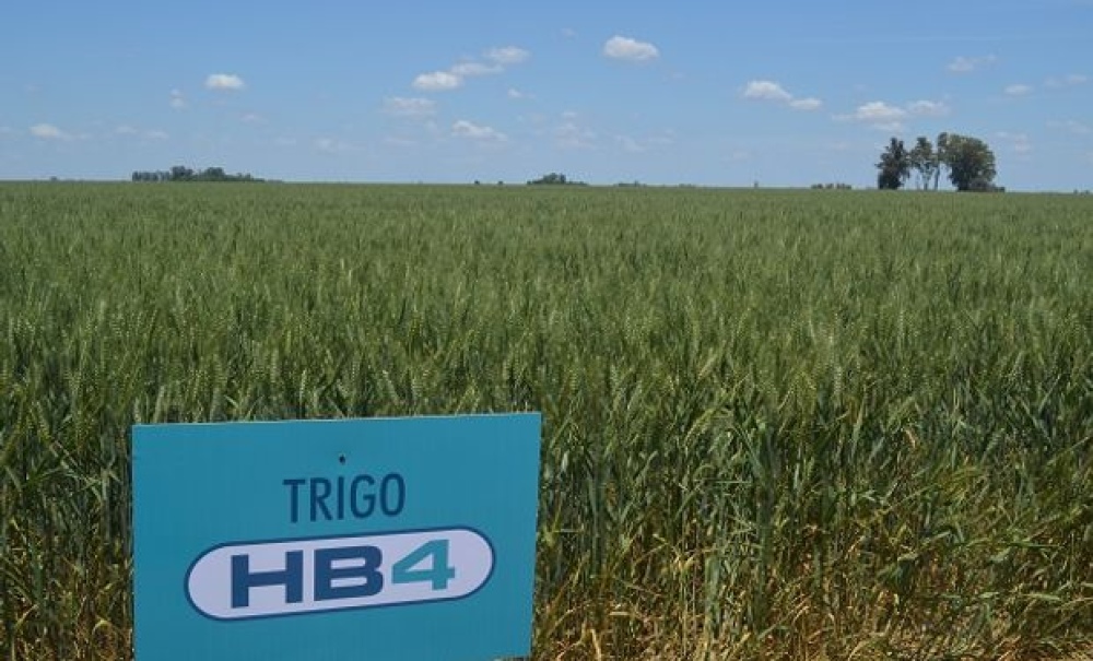 "La salud no se negocia": El trigo transgénico se mezcla con el convencional