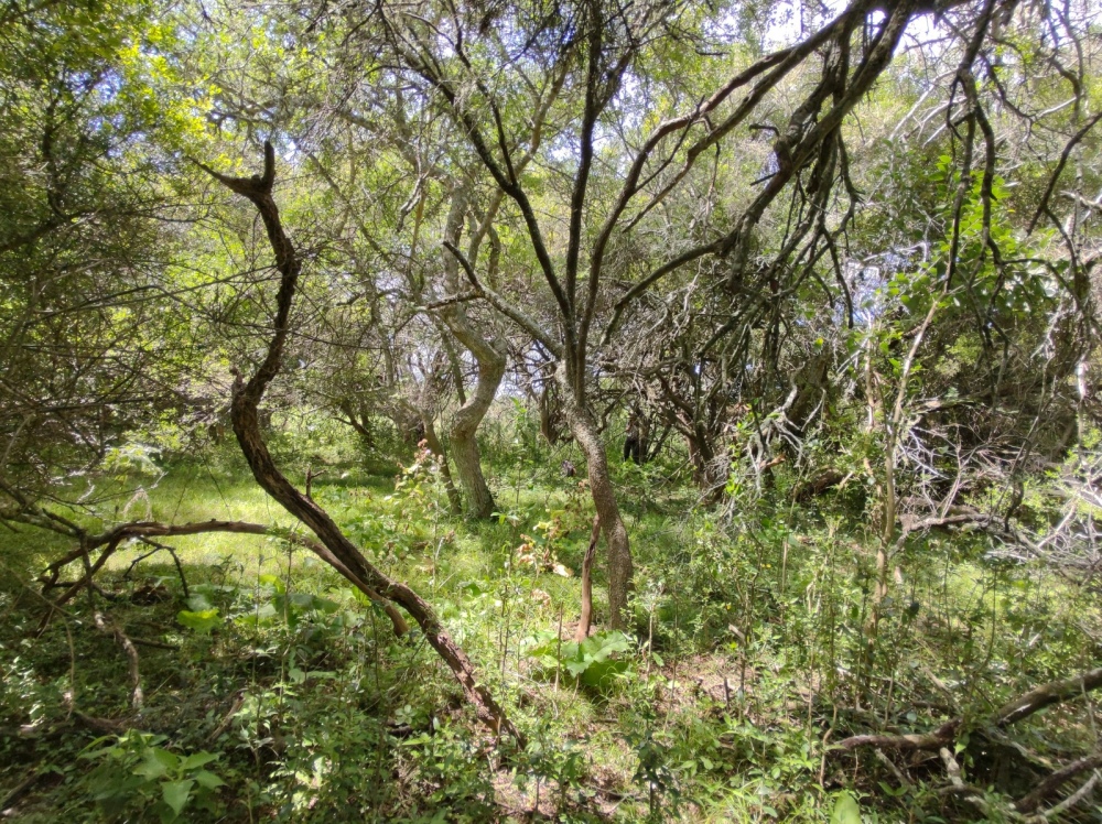 La provincia de Buenos Aires sumará 15.000 hectáreas de bosques nativos bajo protección ambiental
