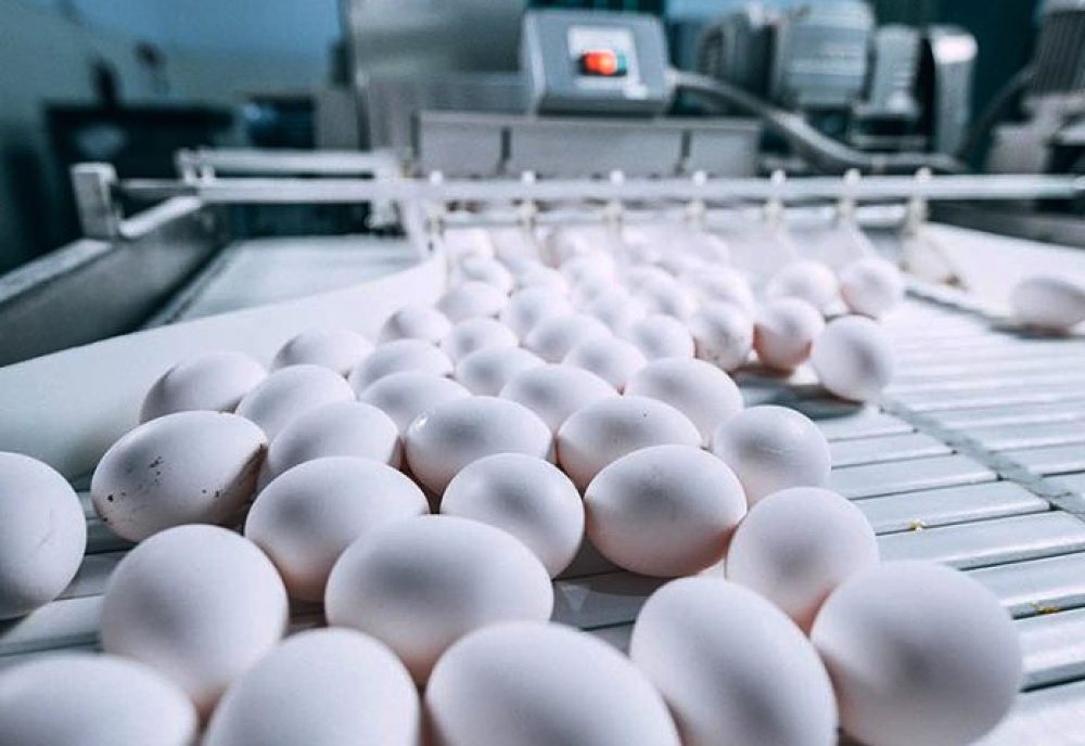 Gracias a un video de seguridad frenan el sacrificio de aves, igualmente deben destruir 1.800.000 huevos por día