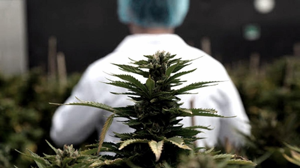 Amplían a tres años la autorización para cultivo de cannabis terapéutico: existen más de 200.000 pacientes aprobados