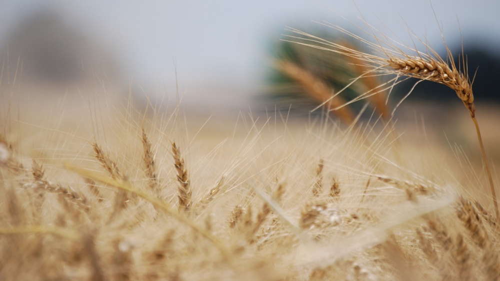 100 años dedicados al desarrollo del trigo en el país