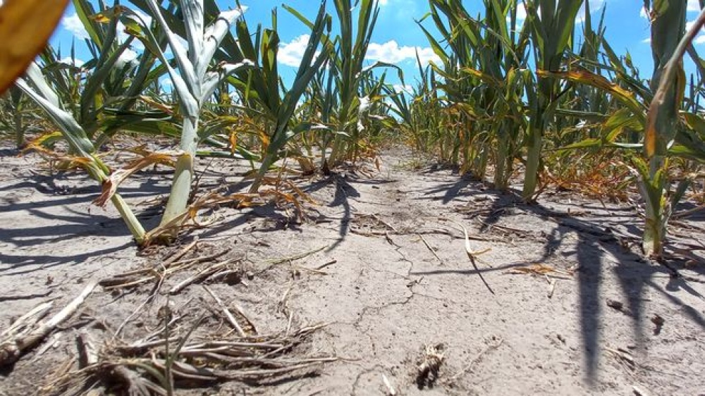 Guaminí: se prorroga el estado de Emergencia Agropecuaria por Sequía en el distrito