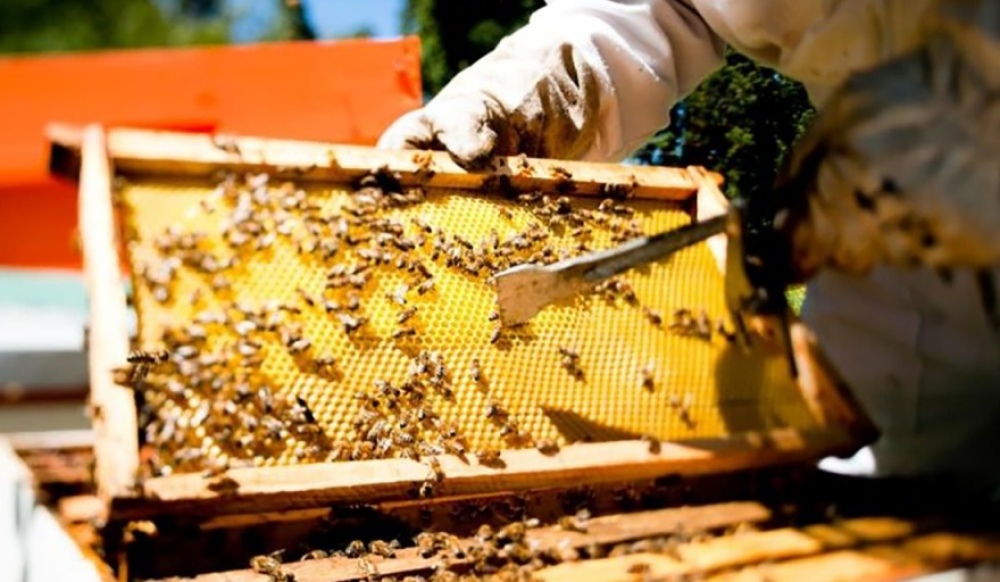 "La apicultura ha tenido un crecimiento constante en los últimos años en la Provincia"