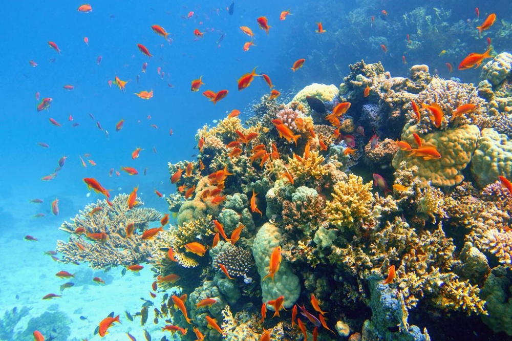 Arrecife de coral tropical con peces cardúmenes / Istock