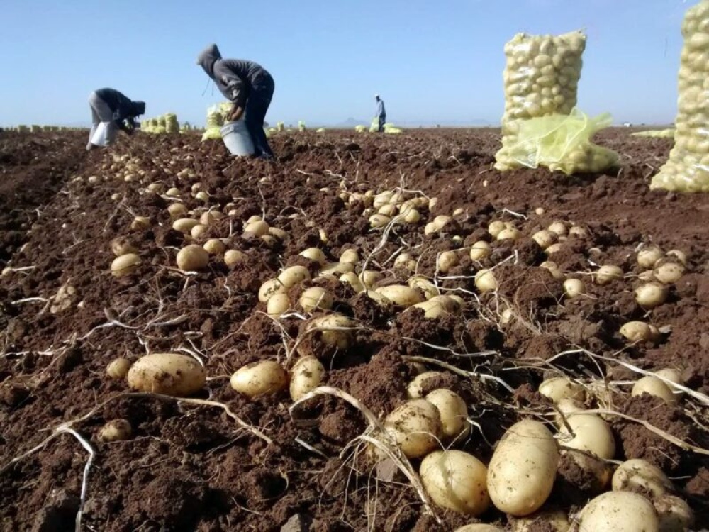 Trabajadores Rurales podrán mantener la Tarjeta Alimentar cuando estén registrados
