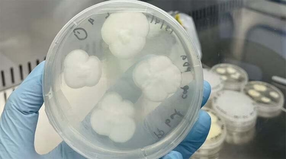 Encuentran dos tipos de hongos que son capaces de hacer desaparecer el plástico en 140 días