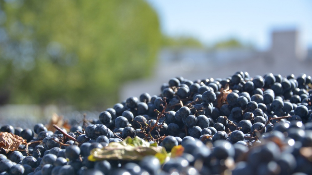 Orientado a elaboradores y productores vitivinícolas, invierten $300 millones para el desarrollo del Enoturismo