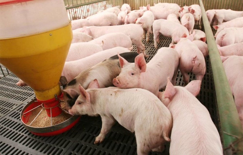 Avanzan en el esquema de compensaciones a productores porcinos y avícolas