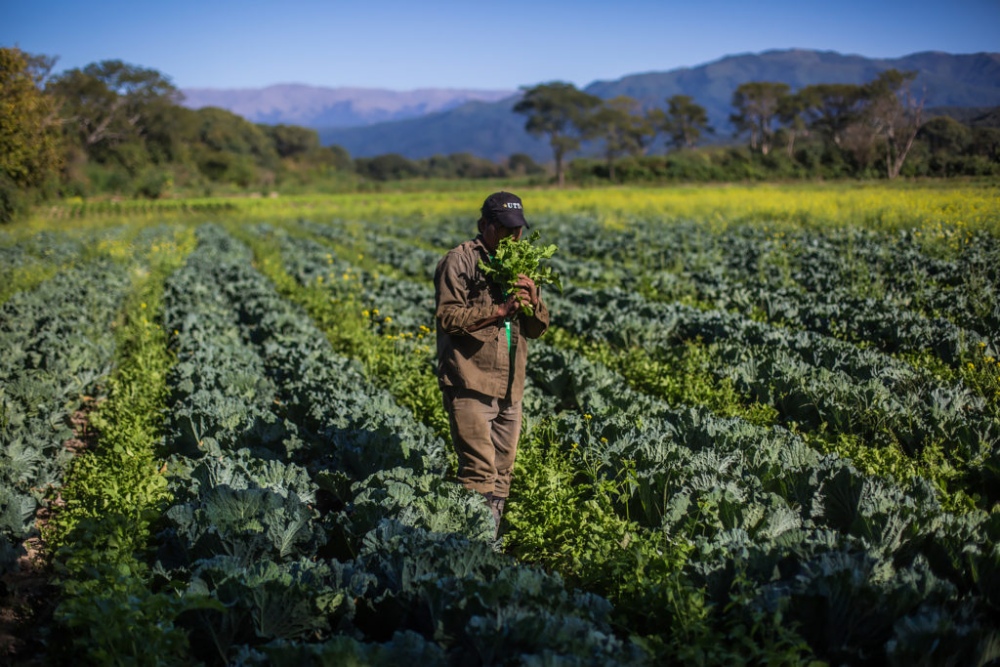 Un trabajador en una plantación de coliflor y rúcula en una finca agroecológica en Tucumán. La agroecología fomenta métodos que pueden ayudar a reducir los insumos químicos (Imagen: UTT)