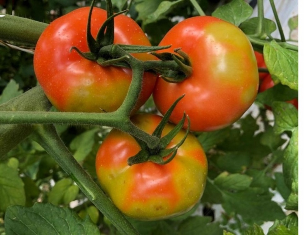 Preocupación por el virus rugoso del tomate en zonas productoras bonaerenses
