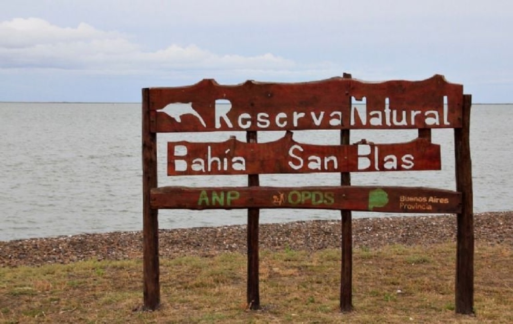 Bahía San Blas: desde Salud municipal piden extremar las medidas de bioseguridad ante la posible presencia de gripe aviar