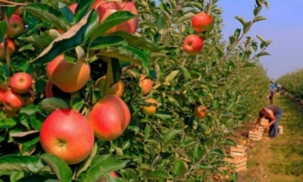 La fruticultura está creciendo en la provincia de Buenos Aires, según el ministro de Desarrollo Agrario
