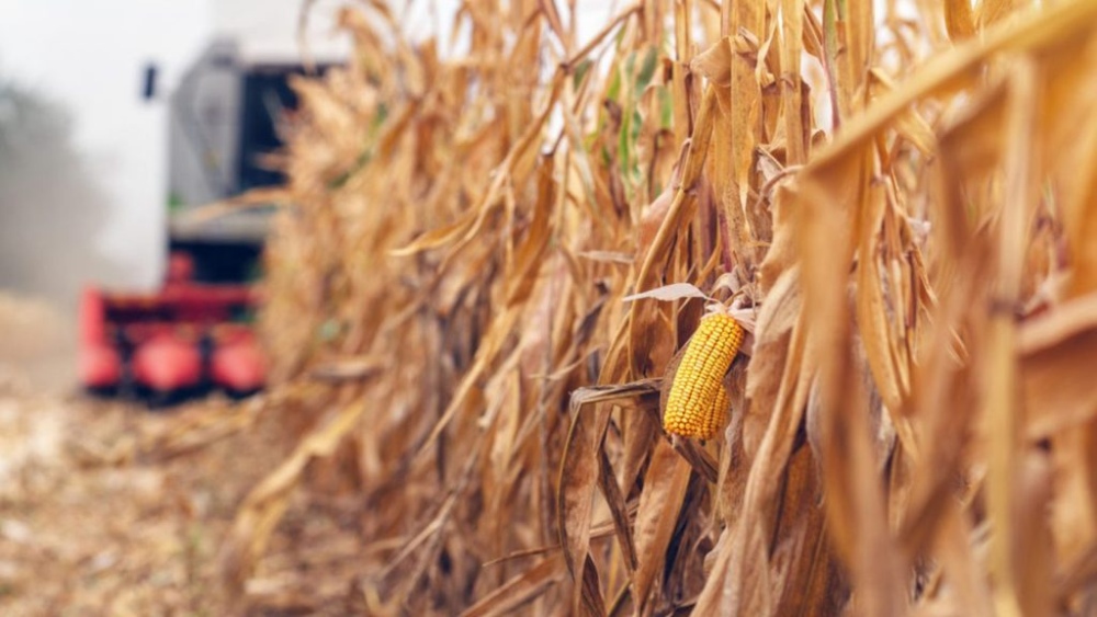 El maíz tardío se ganó un lugar en el sur bonaerense