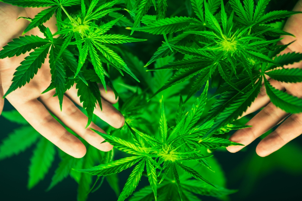 Ley de Cannabis: el Gobierno nacional reglamenta la producción y el consumo medicinal e industrial