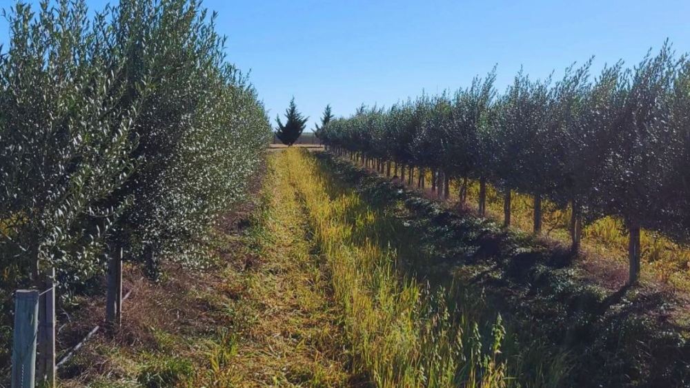 El Sudoeste Bonaerense se fortalece como productor de aceite de oliva de alta calidad