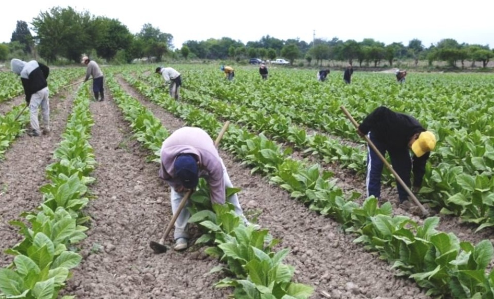 Trabajadores rurales: Fijan un aumento en los mínimos salariales del sector