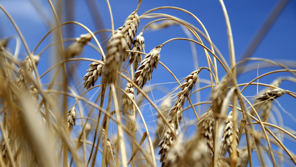 Cosecha Fina: Los cultivos del área de la Bolsa de Cereales de Bahía Blanca presentan muy buenas condiciones