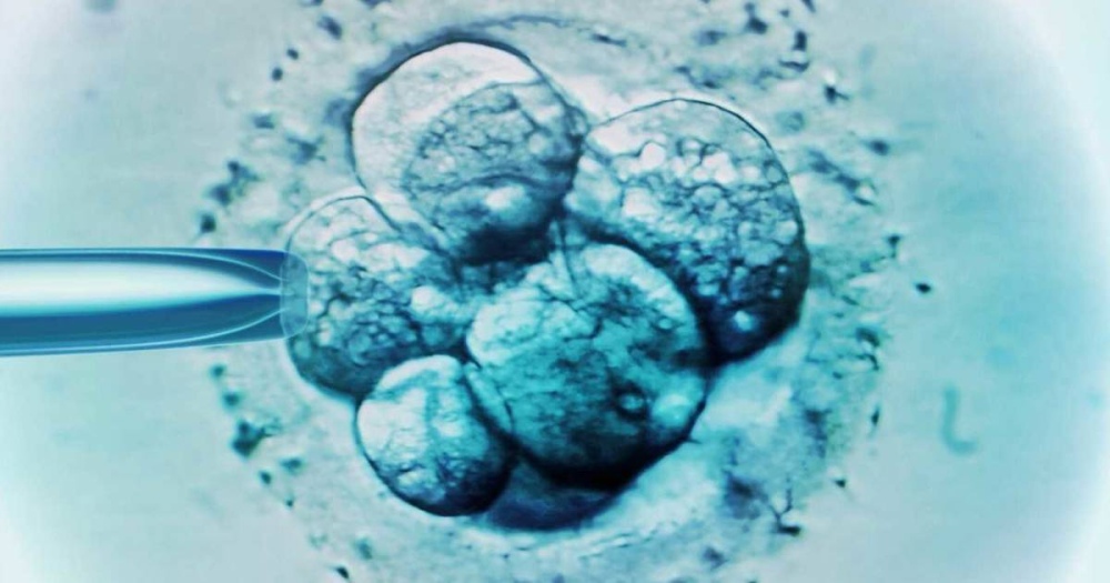 Humanos Sintéticos: crean estructuras similares a un embrión humano sin utilizar esperma ni óvulos