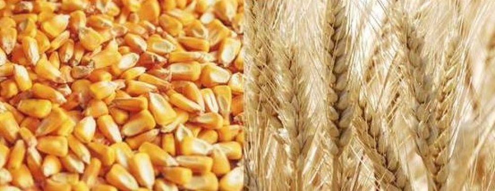 Se habilitó la inscripción de pequeños y medianos productores de trigo y maíz al "Programa de Aporte de Nutrientes 2023"