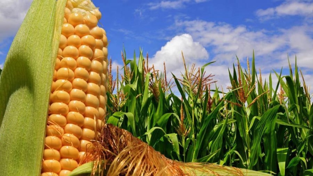 El maíz cerró con una producción de 5,50 millones de toneladas, un 15% menos que el ciclo anterior