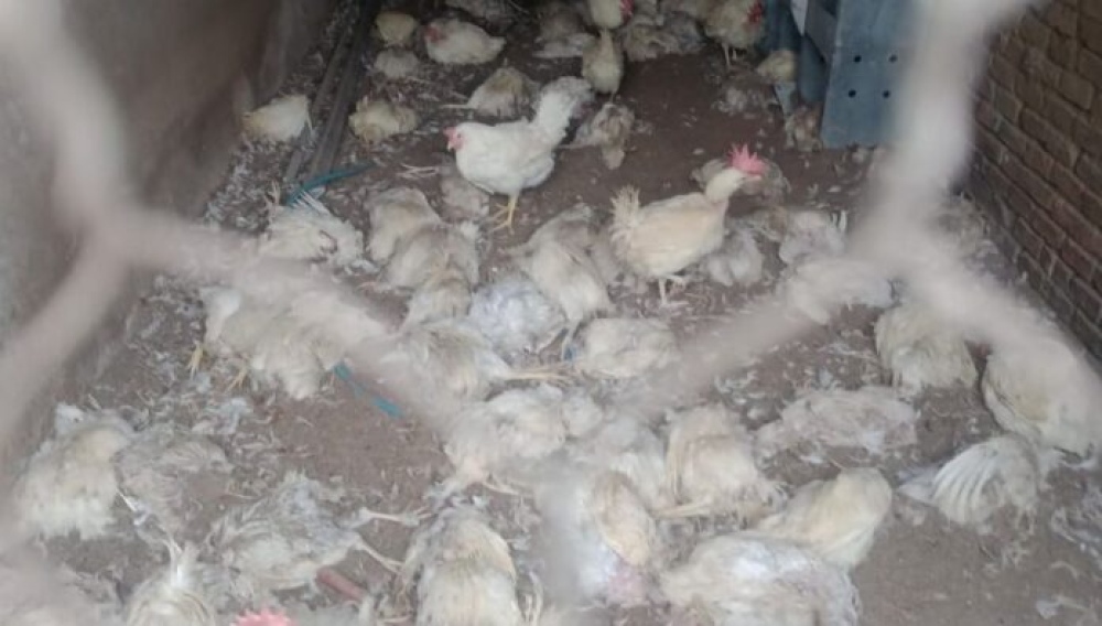 Incógnita: Murieron 600 gallinas en una granja de Colón de manera misteriosa