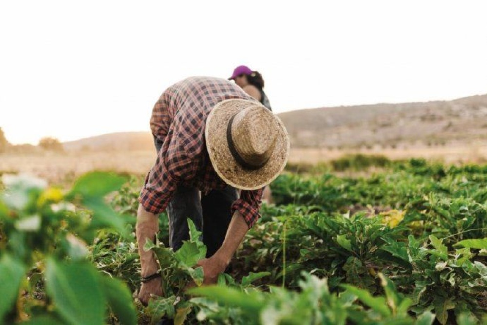 8 de Septiembre: Día del Agricultor y del Productor Agropecuario