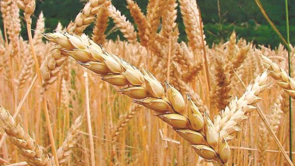 ¿Cómo acceder a los 5.000 kg de fertilizantes para los productores de trigo y maíz?