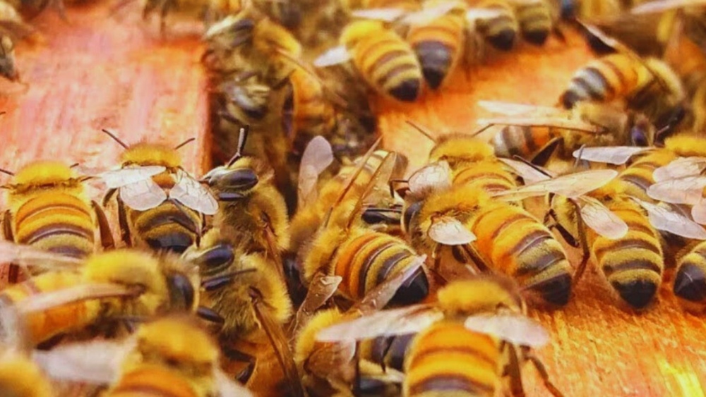 Estrategias para producir miel de calidad, según un experto del INTA