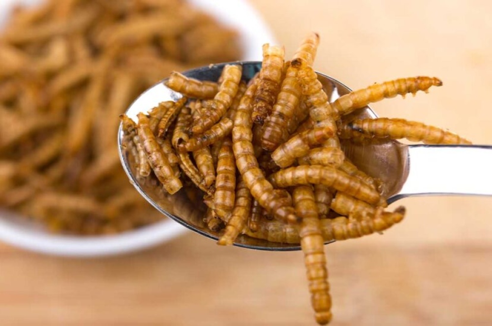 Harina de grillos y barritas de larvas: de qué se trata la insistencia para que comamos insectos
