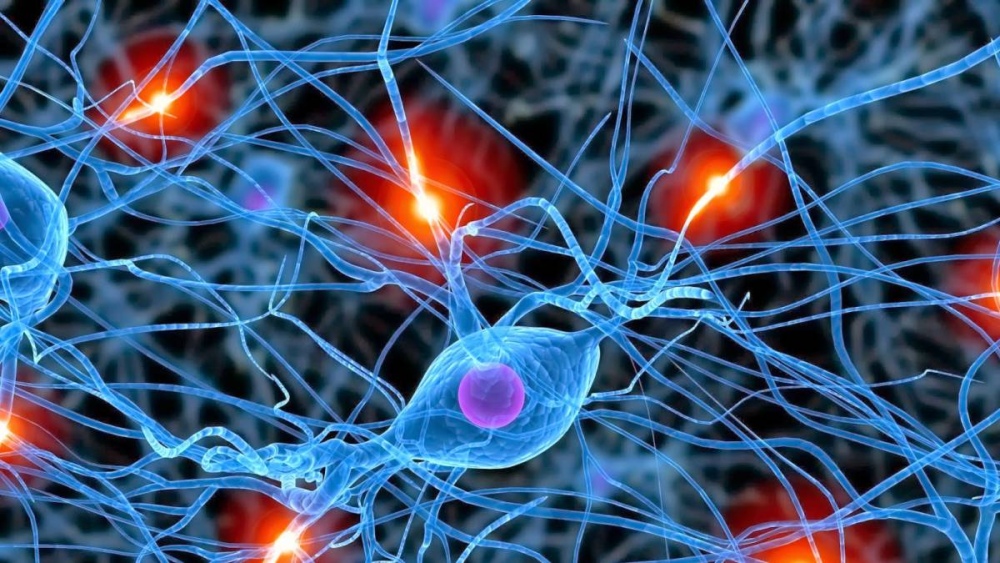 Ciencia Argentina: Descubren que el cerebro genera neuronas para “remodelar” memorias