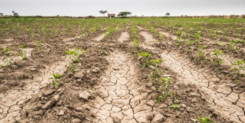 Sequía: declaran la emergencia agropecuaria en la provincia de Buenos Aires y también en Santa Cruz