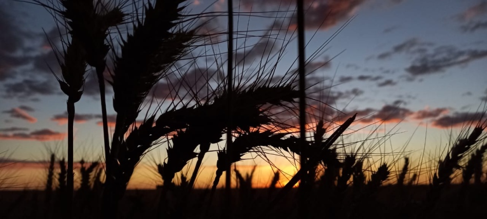 Aapresid convoca a una jornada de fertilización en trigo, agricultura de precisión y cultivos de servicios en Rivera
