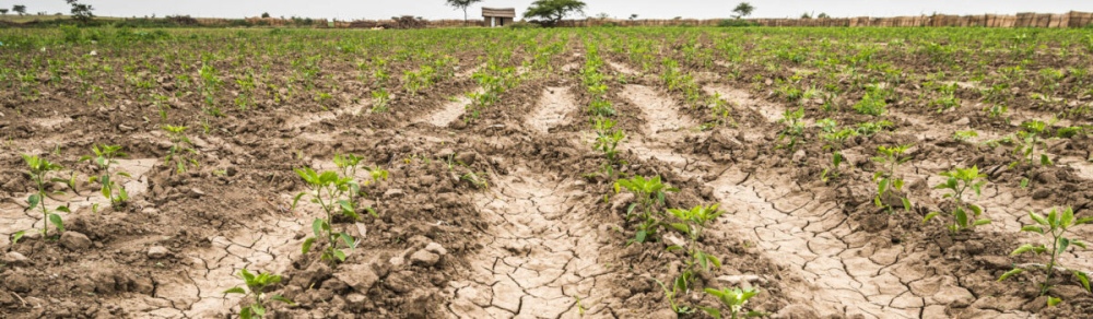 Declaran estado de Emergencia y/o Desastre agropecuario por sequía en Puan