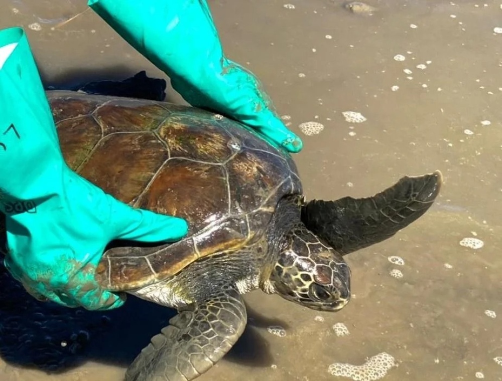Rescata tortugas y forma parte del 1º centro del país que realiza esa tarea en Bahía Blanca: “Se sabe muy poco sobre ellas”