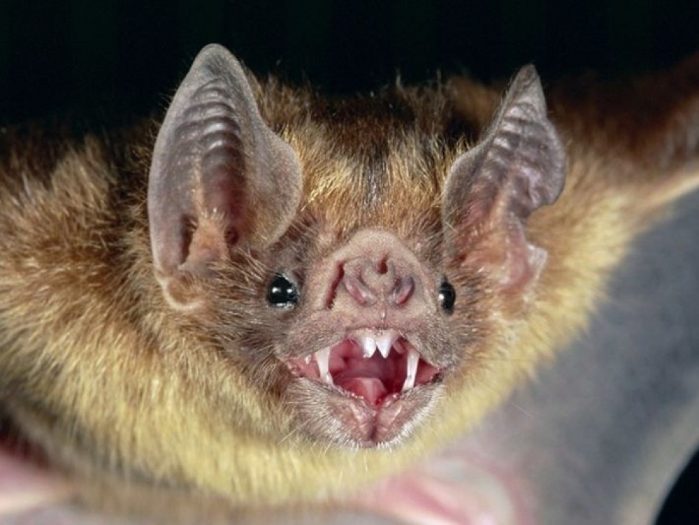 Coronel Suárez: Vacunación antirrábica preventiva por caso positivo de murciélago con rabia