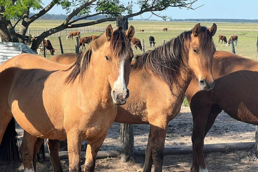 Encefalomielitis Equina: ya son más de mil los brotes y hay caballos afectados en casi toda la provincia