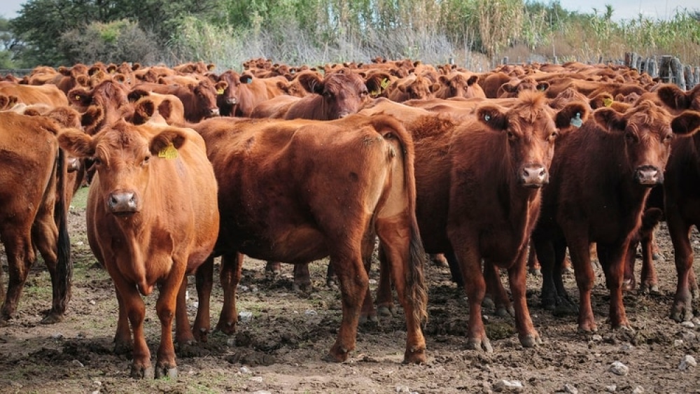 Ganadería: Aprueban asistencia a productores bovinos por más de $20 millones