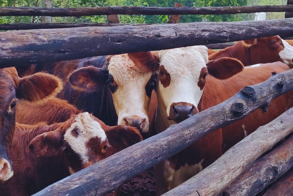 Bienestar animal: Cómo reducir el estrés y sus consecuencias en el ganado