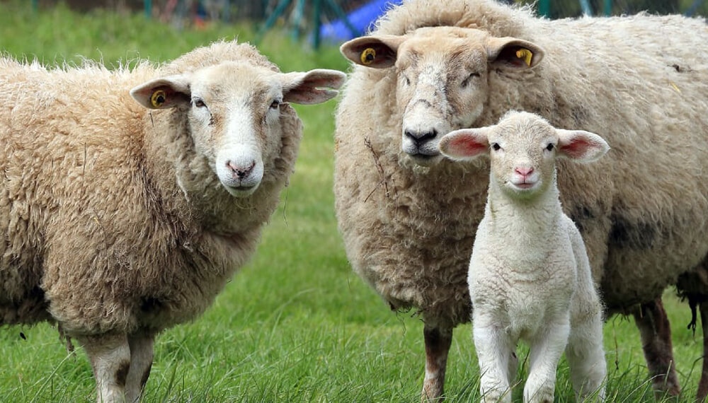 Sorpresa en Baradero: se contagió una oveja de Encefalomielitis Equina