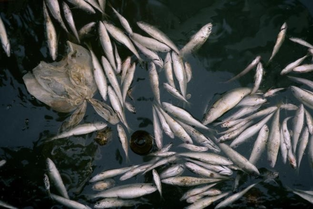 Alerta mundial: Los peces de agua dulce están en peligro de extinción