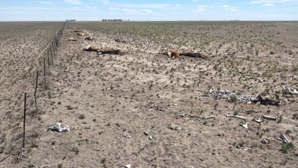Patagones y Villarino: Se prolonga la sequía y hay zonas en alerta que registran mortandad de animales