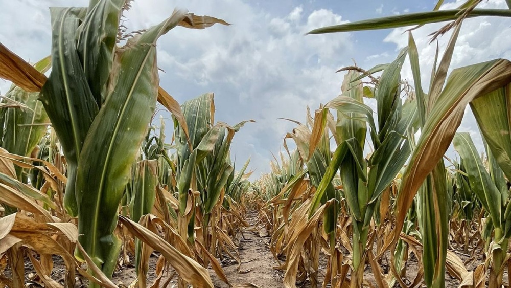 Puan: Prórroga de tiempo para la presentación de DDJJ para “Estado de Emergencia y/o Desastre agropecuario por sequía”