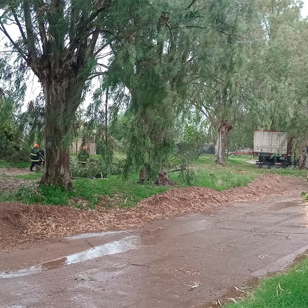 Un fuerte viento con lluvia deja plantas y postes caídos en Carhué