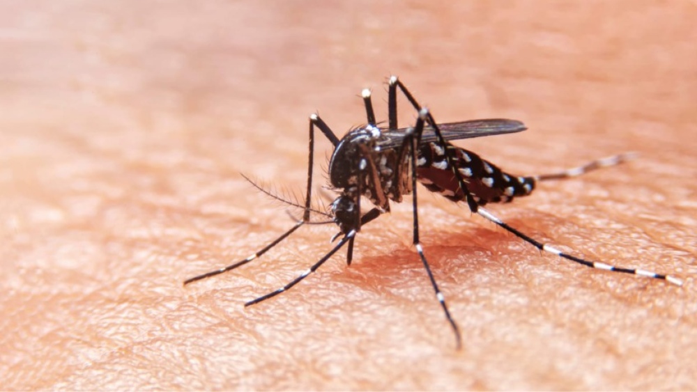 Dengue: Caso positivo no autóctono en Sierra de la Ventana