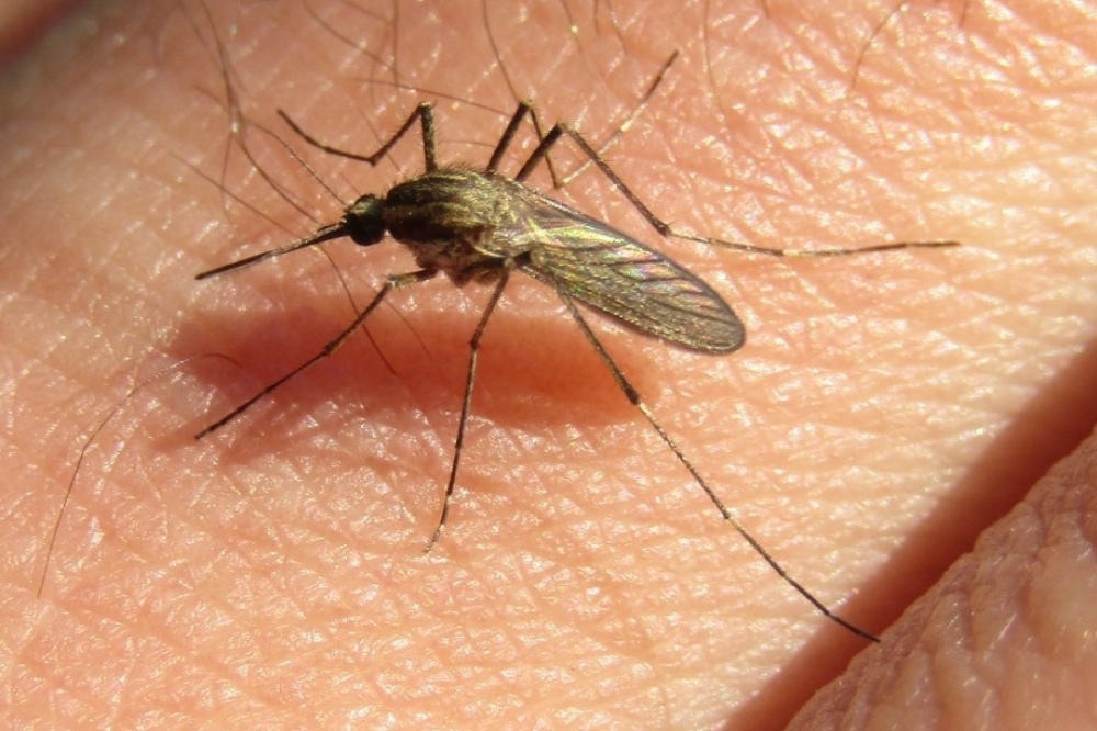 Aedes albifasciatus / Wikipedia